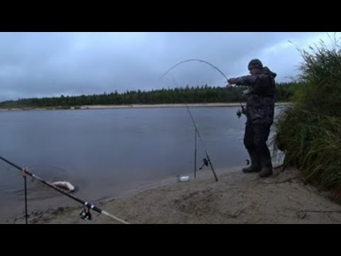 Видео: ПОЙМАЛ МАМКУ  НА СЛИЯНИЕ ДВУХ РЕК!!! СИБИРСКАЯ РЫБАЛКА С НОЧЕВКОЙ НА НАЛИМА 2024 г