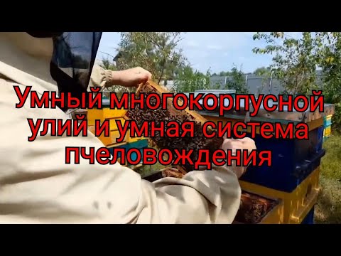 Видео: МНОГОКОРПУСНОЙ УЛЕЙ И УНИКАЛЬНАЯ СИСТЕМА ПЧЕЛОВОЖДЕНИЯ В ДЕЛЕ. умное пчелаводство. ч .1.