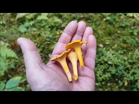 Видео: Их НЕТ, но они ЕСТЬ! 