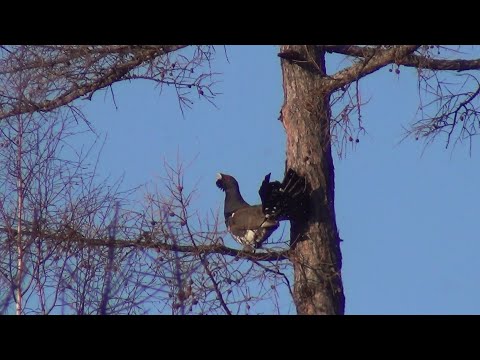 Видео: Страницы лесной жизни 2018