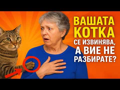 Видео: Вашата котка се извинява, а вие не разбирате? 🙀 7 тайни знака за прошка.