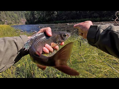 Видео: Крупный хариус по мутной воде/Пробил колесо/Встретил подписчиков/Летняя рыбалка на хариуса