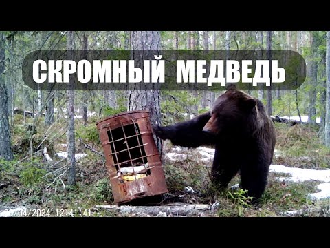 Видео: СТЕСНИТЕЛЬНЫЙ МЕДВЕДЬ. Медведь повернул камеру. Видео с фотоловушки BG-310.