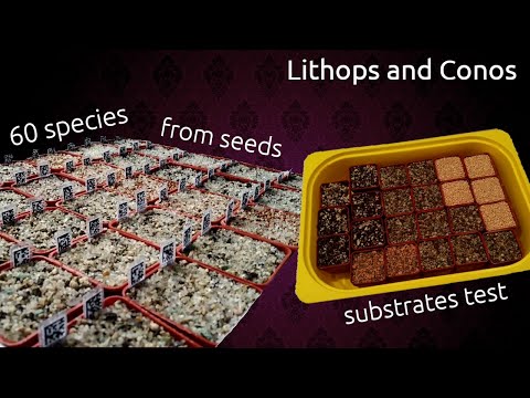 Видео: Тест субстратов для литопсов и конофитумов / Lithops and Conos substrate test