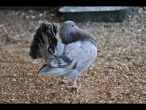Видео: ГОЛУБИ ПАВЛИНЫ/PIGEONS PEACOCKS