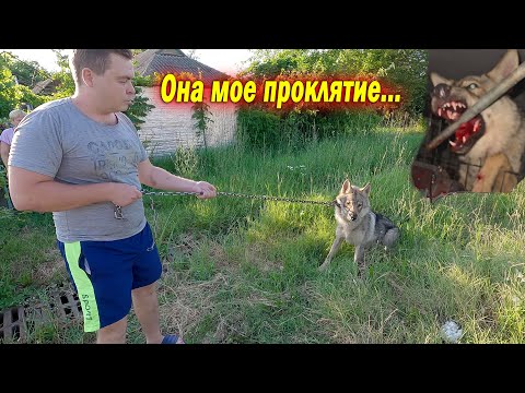 Видео: 18+ Спасение ВОЛКа Шанти !!! Что это было, ЖЕСТЬ!!! Снова сбежала. В гостях у Питбуля Демона и Линды