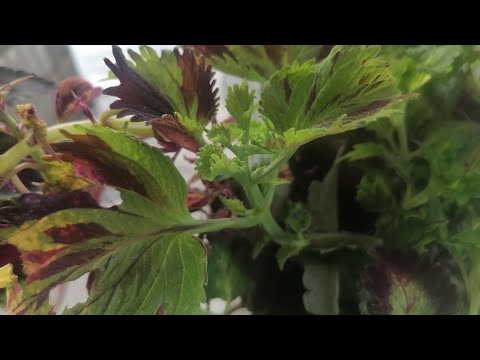 Видео: Черенкование колеусов на зиму сезона 2025🤓