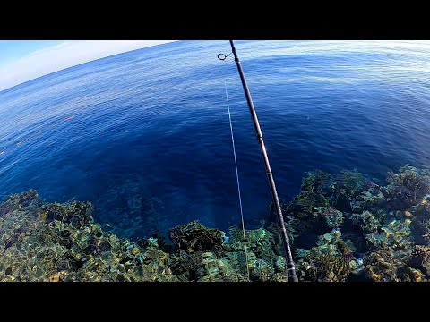 Видео: Рыбалка в Египте! БЕШЕННЫЙ клев в Январе!!! Рыбалка на Красном море
