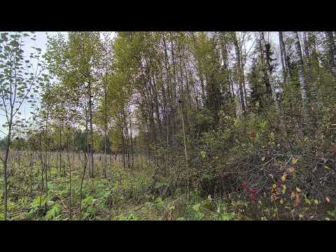 Видео: Осенний лес. ч.7. Октябрь 2025