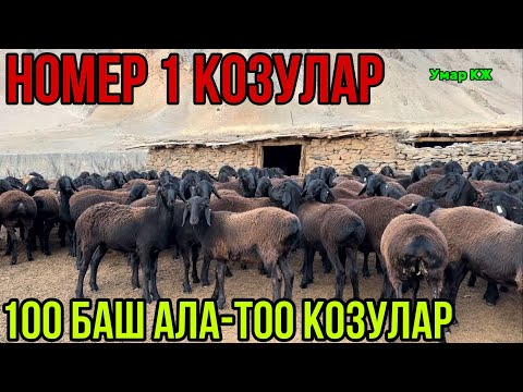 Видео: 100 Баш Элита Козулар Чыкты🙋🏻‍♂️🔥🚚✅