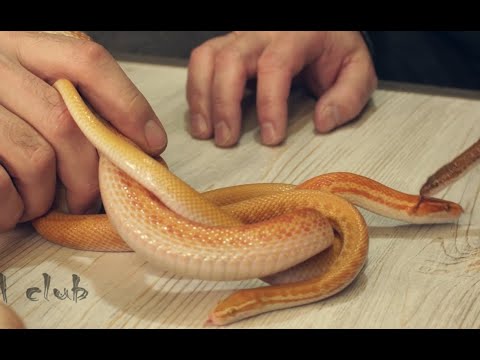 Видео: Твоя первая змея!