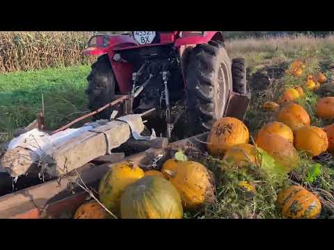 Видео: Як згортати гарбузи саморобним згортачем та сушіння насіння на дровах | Agro - time