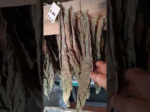 Видео: Жилка к жилке лицом к лицу = плесень.