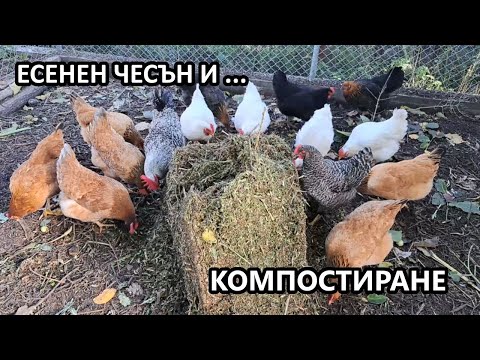 Видео: Есенен чесън и компостиране / Градина без копане / Tony's permaculture garden