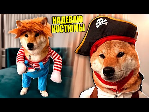 Видео: МОЯ СОБАКА ВПЕРВЫЕ НАДЕЛА КОСТЮМ НА ХЕЛЛОУИН!