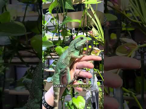 Видео: Агама водяная