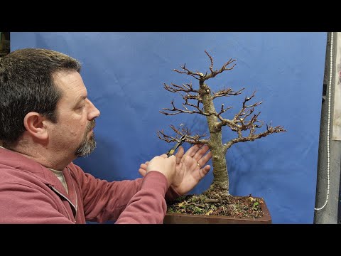 Видео: Обрезка и большая стрижка моего бонсай из ликвидамбера