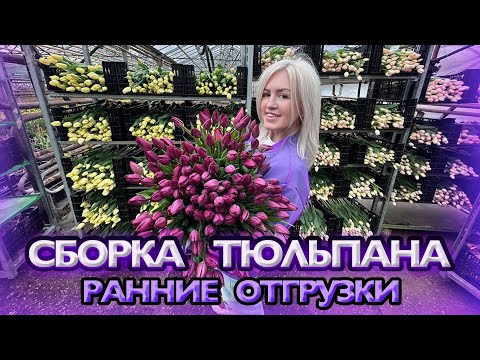 Видео: Сборка тюльпана. Ранние отгрузки
