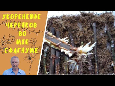 Видео: Укоренение черенков во мхе сфагнуме.