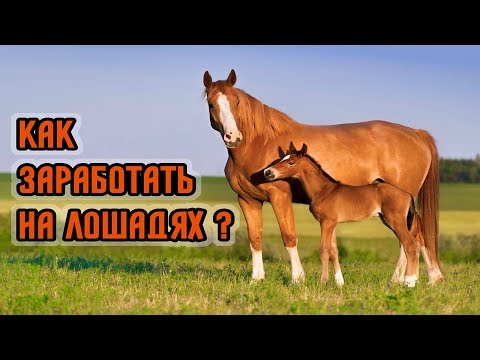 Видео: Как ВЫБРАТЬ Чистокровную Скаковую Лошадь Покупка ЖЕРЕБЕНКА и МАТКИ НА ЧТО СМОТРЕТЬ? Полное ВИДЕО!