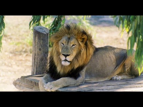 Видео: Зоопарк Friguia Park в Тунисе 2019