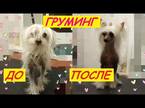 Видео: Груминг Китайской Хохлатой Собаки