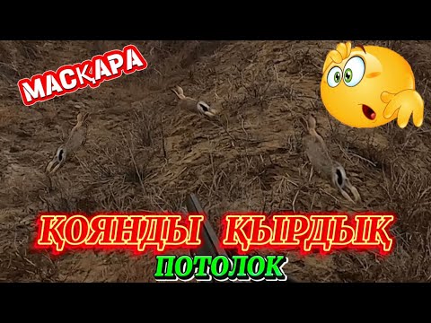 Видео: 😱Қырып тастадық қоянды. Масқара😍аңшылық болды😇. Қоянға аңшылық 2024 @azamatgs