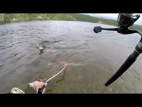 Видео: Великолепная рыбалка на Кольском полуострове 26ч. 2021г. Река Титовка.  Ход  горбуши.