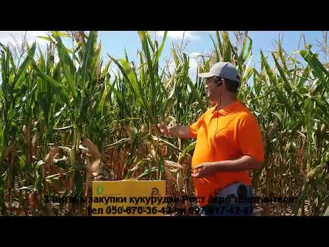 Видео: Семінар. Кукурудза Рост Агро