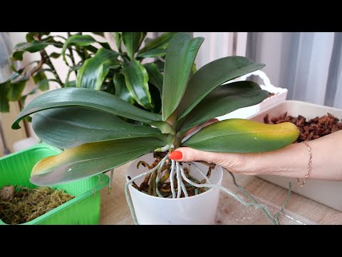 Видео: Начинаем работать, хватит лениться. Орхо пересадка. ВОЛШЕБНЫЙ Автополив.