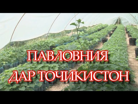 Видео: ДАРАХТИ ПАВЛОВНИЯ ДАР ТОЧИКИСТОН