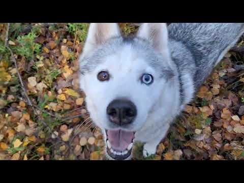 Видео: Прогулка по лесу в октябре Н Фадеев