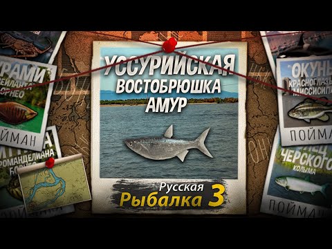 Видео: "Мутант" Уссурийская Востобрюшка. Амур. Русская Рыбалка 3.