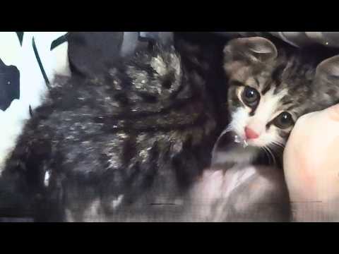 Видео: Бездомный котёнок был на грани смерти… Незнакомец остановил машину