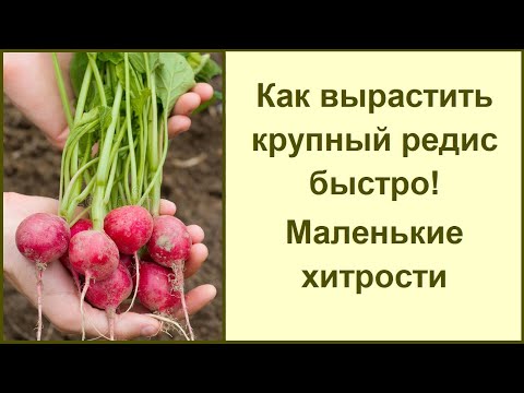 Видео: Выращиваю редис только так: маленькая хитрость для быстрого и богатого урожая редиса!