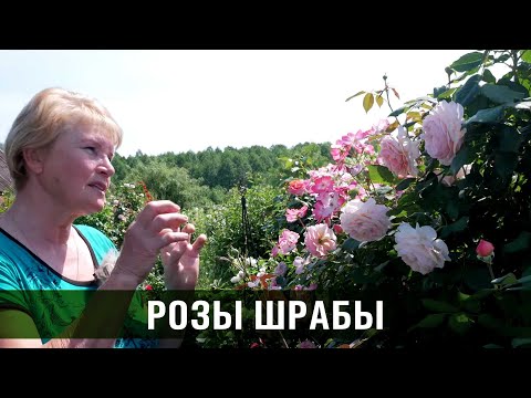 Видео: Парковые розы. Розы Шрабы. Сорта роз.