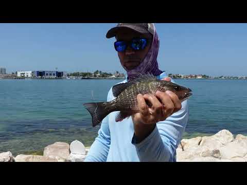 Видео: Как поймать мангрового люциана новичку