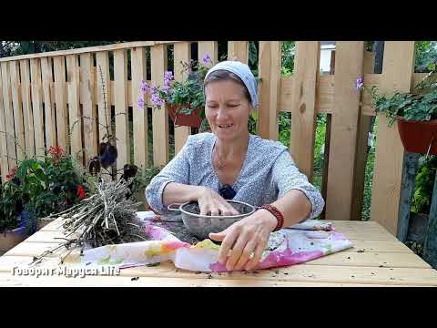 Видео: Шухерные люди и деревенский стиль 14 августа 2022