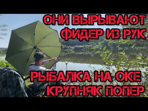 Видео: РЫБАЛКА на ОКЕ ОНИ ВЫРЫВАЮТ фидер ИЗ РУК КРУПНЯК ПОШЁЛ