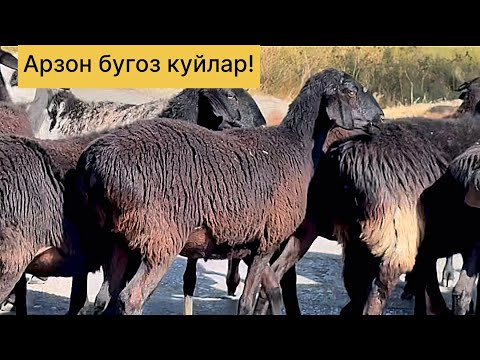 Видео: Арзон бугоз куйлар! 992269699☎️ 883161909☎️