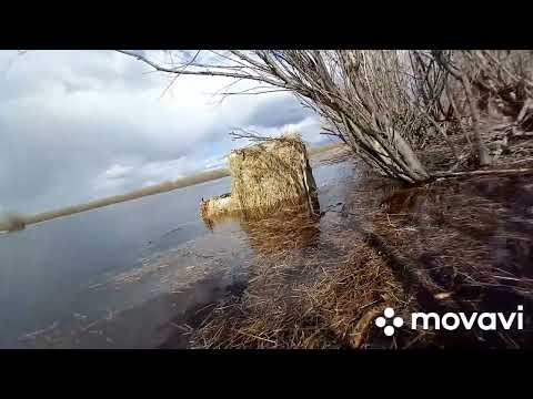 Видео: Весенняя охота 2022 часть 2/Нас затопило 4 дня в лодке/Якутия