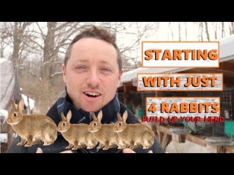 Видео: КАК СОЗДАТЬ СТАДO КРОЛИКОВ/ НАЧИНАЯ С 4 КРОЛИКОВ