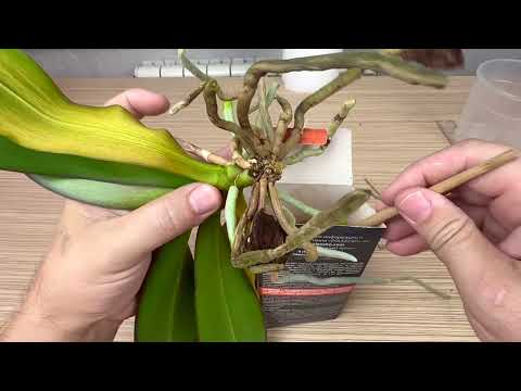 Видео: замученная орхидея // пересадка орхидеи с желтыми листьями