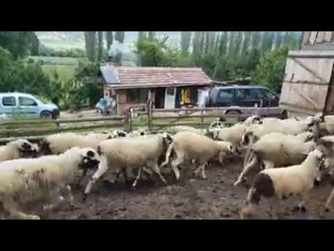 Видео: Маришки овце