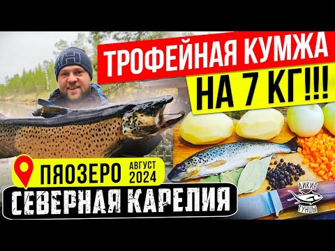 Видео: Пяозеро август 2024 год. Северная Карелия. Рыбалка.