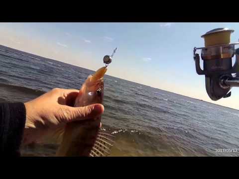 Видео: Волгоградское Водохранилище (Специфика Ловли) | vovabeer