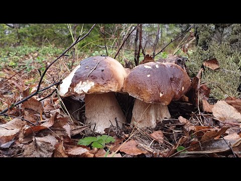 Видео: РЕКОРД !!! БЕЛЫЕ ГРИБЫ КОРЗИНАМИ В ОКТЯБРЕ !!! Грибы 2019 !