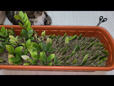 Видео: Результаты укоренения замиокулькаса в двух системах, есть ли разница. в чем удобнее укоренять замик