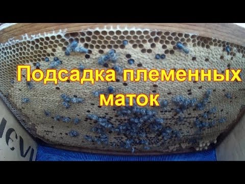 Видео: Подсадка племенных маток Карника ИО на лупящийся расплод