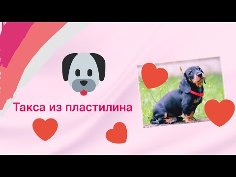 Видео: Такса из пластилина. 🐶